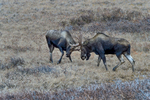 Anchorage, Alaska(Alces alces)Image No. 15-047736 Click HERE to Add to Cart