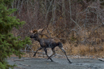 Anchorage, Alaska(Alces alces)Image No. 15-045183  Click HERE to Add to Cart