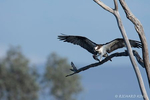 Wildlife Photography from Otay Lake in Jamul
