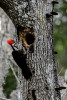 Sarasota, Florida(Dryocopus pileatus)Image No: 13-011057Click HERE to Add to Cart
