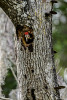 Sarasota, Florida(Dryocopus pileatus)Image No: 13-011074Click HERE to Add to Cart