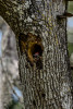 Sarasota, Florida(Dryocopus pileatus)Image No: 13-011231Click HERE to Add to Cart
