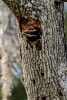 Sarasota, Florida(Dryocopus pileatus)Image No: 13-012557Click HERE to Add to Cart