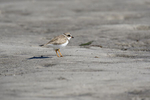 St. Petersburg, Florida(Charadrius melodus) Image No: 20-000587  Click HERE to Add to Cart