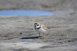 St. Petersburg, Florida(Charadrius melodus) Image No: 20-000763  Click HERE to Add to Cart