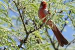 Colour photograph of a male Pyrrhuloxia in a tree. Often called the desert cardinal