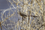 Arizona(Cardinalis sinuatus) aka Desert CardinalImage No: 18-005172  Click HERE to Add to Cart