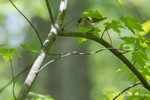 Bird Photograph of a Red-eyed Vireo in Indiana, IN