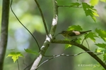 Bird photograph of a Red-eyed Vireo