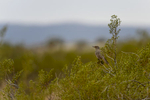 Utah(Oreoscoptes montsanus)Image No: 18-007399  Click HERE to Add to Cart