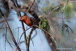 Photograph of a Scarlet Tanager at Portal, AZ