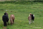 Shetland Ponies in a Field