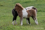 Shetland Ponies in a Field