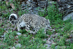 Photographs of Wildlife Snow Leopard (Panthera uncia)