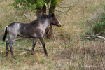 Medora, ND(Equus ferus)Image No: 20-006596Click HERE to Add to Cart