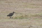 Photograph of a bird in the Shetland Isles