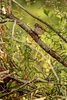 (Zonotrichia albicollis)Image No: 14-023456  Click HERE to Add to Cart