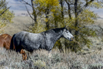 Cody, Wyoming(Equus feras)Image No: 17-018651  Click HERE to Add to Cart