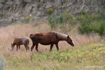 Medora, ND, USA(Equus ferus)Image No: 20-006199Click HERE to Add to Cart