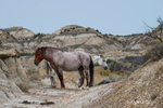 Medora, ND(Equus ferus)Image No: 20-006192Click HERE to Add to Cart