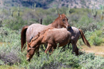 Mesa, Arizona(Equus ferus)Image No: 20-002813Click HERE to Add to Cart