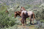 Mesa, Arizona(Equus ferus)Image No: 20-002846Click HERE to Add to Cart
