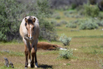 Mesa, Arizona(Equus ferus)Image No: 20-002965Click HERE to Add to Cart