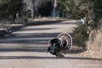 Photograph of a Male Wild Turkey at Portal, AZ