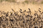 picture of thousands of Yellow-headed Blackbirds perched at the top of reeds
