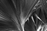 Palm Fronds 3, Sri Lanka