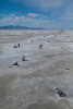 Salt Flats Great Salt Lake, Utah