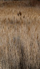 Grass Great Salt Lake, Utah