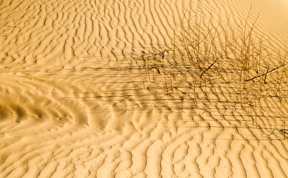 Grass in Dunes