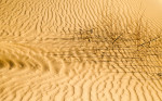 Grass in Dunes