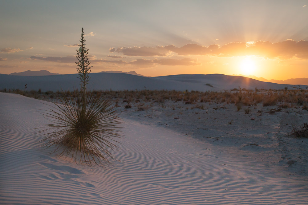 Soaptree Yucca at Sunset, New Mexico