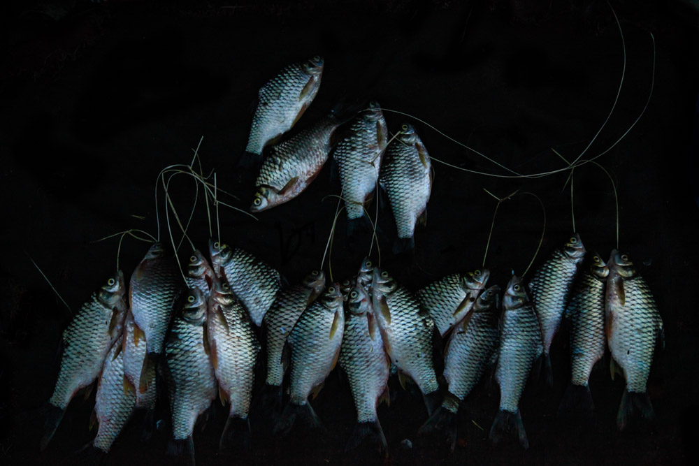 Fish 5 Day Market Inle, Myanmar