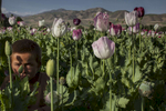 A boy hides in a field of poppy flowers where he is helping his father who is a farmer in Badakhshan province. Most farmers receive 50% of the harvest profits from the opium collected. Afghanistan is still the greatest illicit opium producer in the entire world, ahead of Burma (Myanmar).  Currently 1kg of opium equals about $200 US. Opium production in Afghanistan has been on the rise since U.S. occupation started in 2001. May 24, 2011
