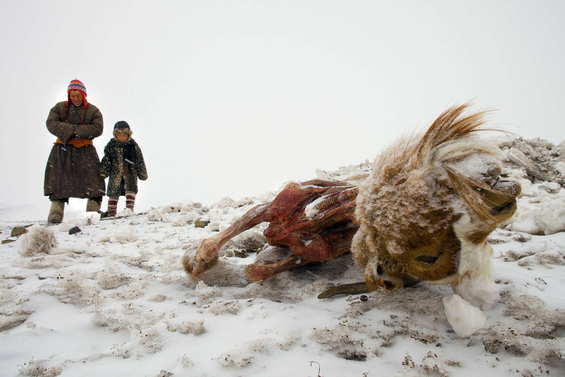 Dealing with another snowstorm, Muukhbayar,50, stands with daughter Javzmaa, age5,  next to their goat that died from starvation in Sergelen, in Tuv province in Mongolia. The family lost  200 of their herd from 500, the family said that many herder nomadic families moved due to the severe cold and snow. Mongolia is still experiencing one of the worst Winters in 30 years with 68 % of the provinces effected. Presently the government has declared an emergency requiring foreign aid to alleviate the impact of the {quote} Zud{quote} ( Mongolian term for a multiple natural disaster) caused by bitter cold and thick snow.