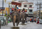 AYUTTHAYA,THAILAND - OCTOBER 10TH:  Thai mahouts ride their elephants through the flooded streets October 10, 2011 in Ayutthaya, Thailand. The elephants are from a nearby elephant camp. Around 200 factories closed in the central Thai province of Ayutthaya because of flooding, which is posing a threat to Bangkok as well. Over 260 people have died in flood-related incidents since late July according to the Department of Disaster Prevention and Mitigation. Some areas of the country are experiencing the worst flooding in 50 years, mainly in the centre, north and northeast.(Photo by Paula Bronstein /Getty Images)