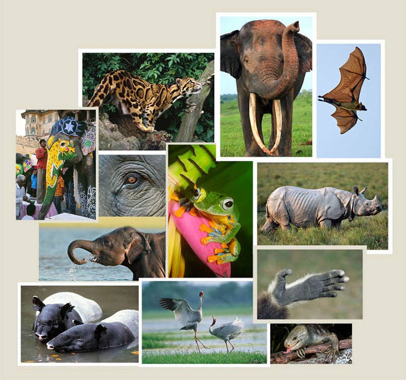Client: ECOS CommunicationsProject: Denver Zoo Asian Animal ExhibitionProject Details: Hired to locate and license images of Asian animals and their specific behavior, S.E. Asian cultural topics and environmental issues for same exhibit. Images were used on outside panels at the Zoo with text.