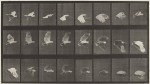 Eadweard Muybridge, Animal Locomotion, Plate 758, American, born England, 1830 - 1904, 1887, collotype, Gift of Mary and Dan Solomon and Patrons' Permanent Fund
