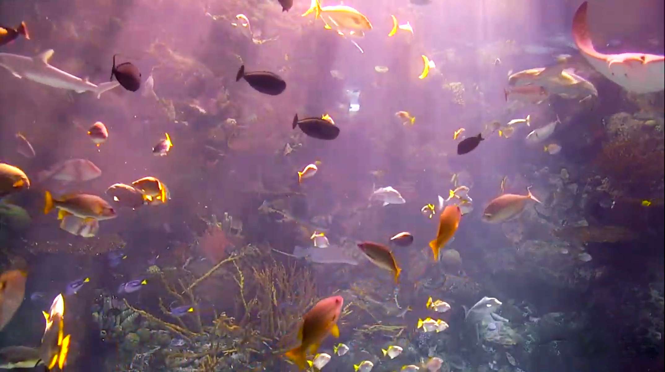Coral reef aquarium, Aquarium of the Pacific, Long Beach, California. May 13, 2020, 4:36:32 PM PST
