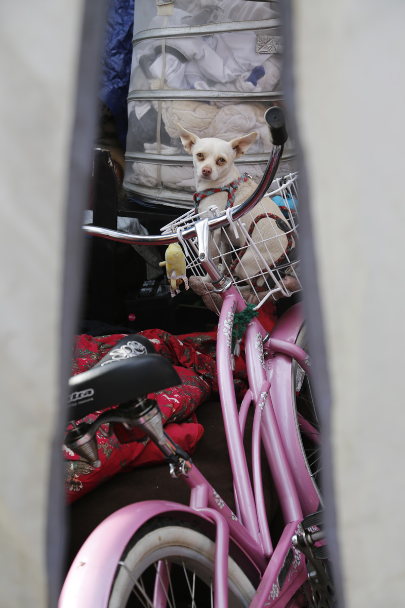 Tammy Shuler's dog, Schmeagal, waits in the bicycyle basket while Tammy visits a friend.