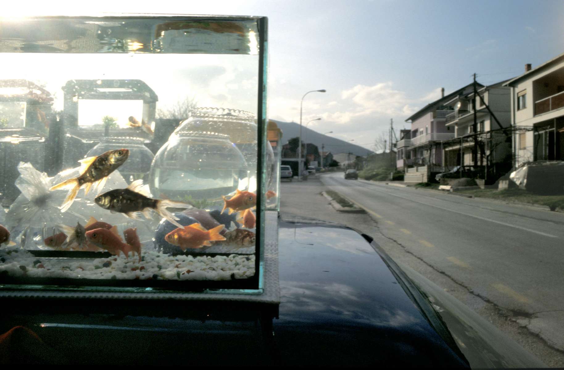 A roadside vendor, hoping to attract passing drivers, offers goldfish for sale.
