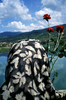 A Muslim widow gets ready to throw red carnations in to the Drina River, marking the spot where some 2,000 Muslim men and boys were executed during the \{quote}ethnic cleansing\{quote} campaign waged by Serbs against their neighbors in the early months of the 1992-95 war. The bridge, built during the Ottoman Empire, was made famous by the Nobel Prize-winning author Ivo Andric in his book, \{quote}Bridge on the River Drina.\{quote}