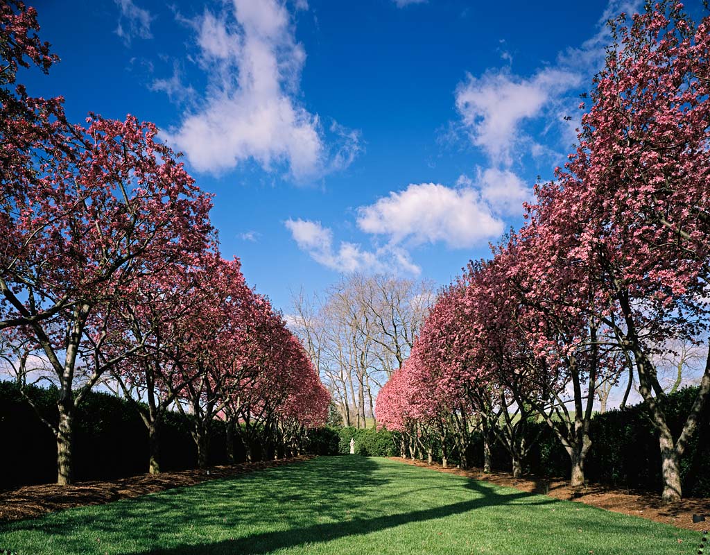 Pink GardenGlen Burnie Historic Home & GardensThe Museum of the Shenandoah Valley