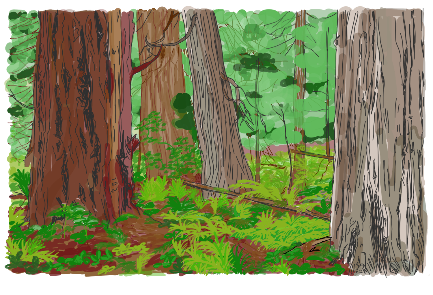 old growth