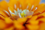 flower-close-up-3-web