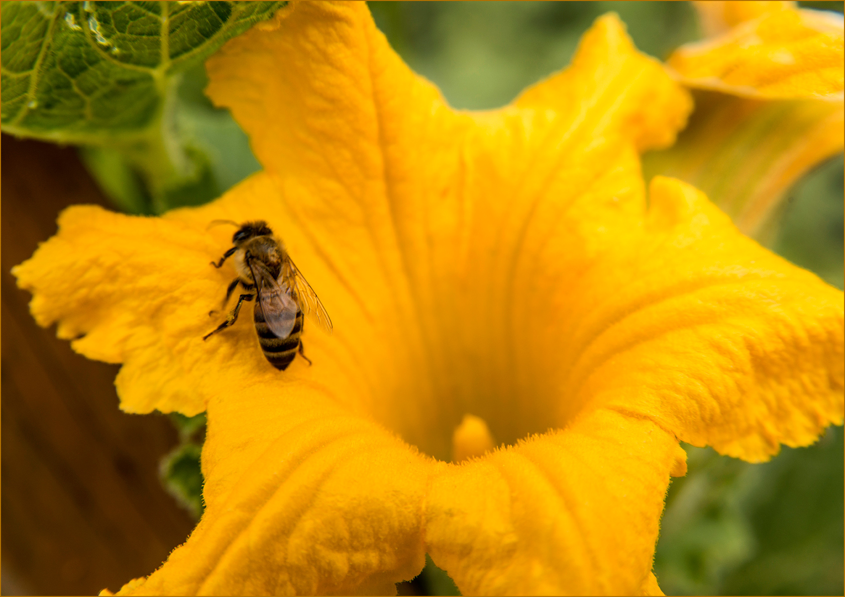 Bee-in-Flower-Carl-Kravats-Photography