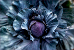 Cabbage-Carl-Kravats-Food-Photography
